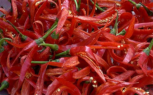 red hot pepper or as we say mahtay die neeung in cambodia asia vegetable