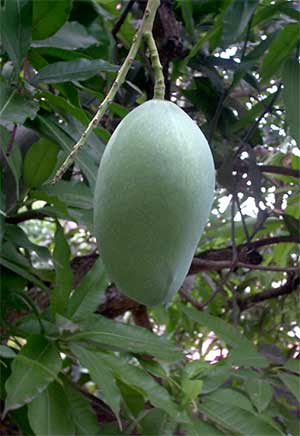 mango fruit, swai in cambodia asia