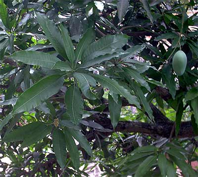mango tree in cambodia