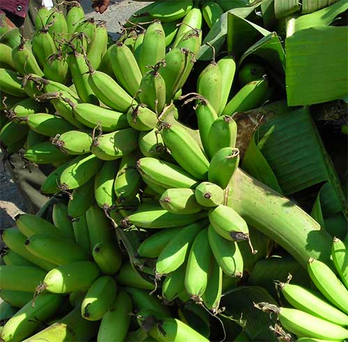 cambodian bananas, jake umboang