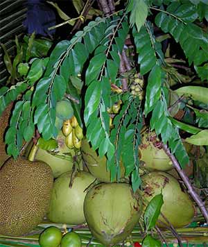 coconuts in cambodia