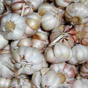 garlic or k'tum saw in cambodia asia