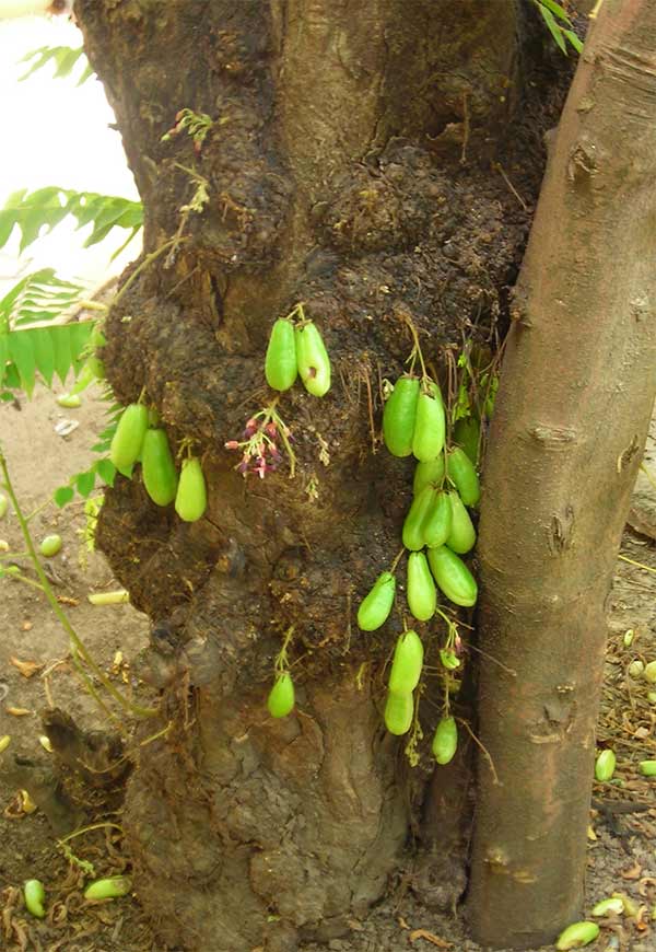 fruit plai dtawlung ploong in cambodia asia
