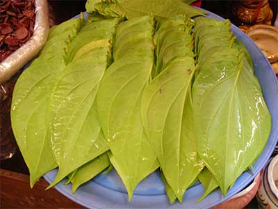 s'luk muhloo leaves in cambodia asia