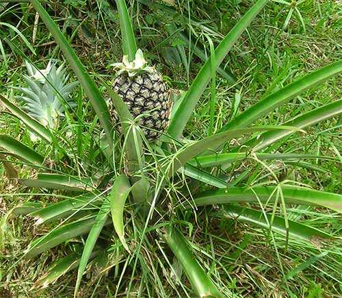 pineapple in cambodia, manawa