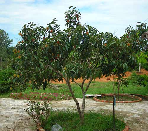 Fruits of Cambodia