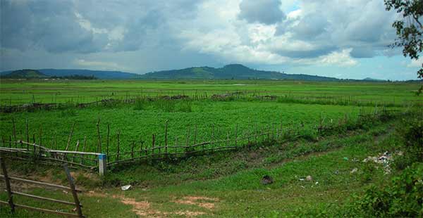 rice fields in cambodia asia