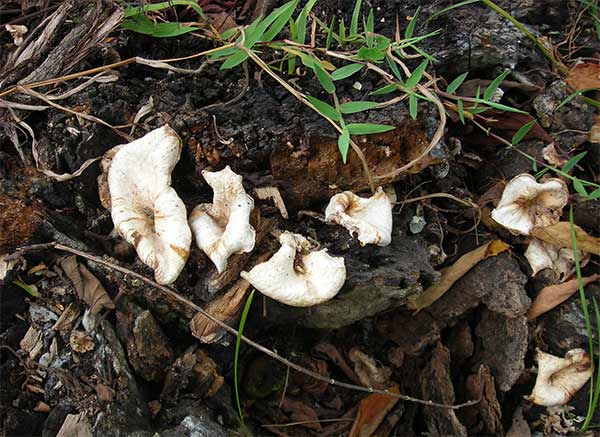 mushrooms in cambodia