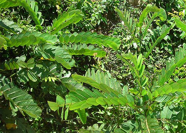 dam donghut plant in cambodia asia