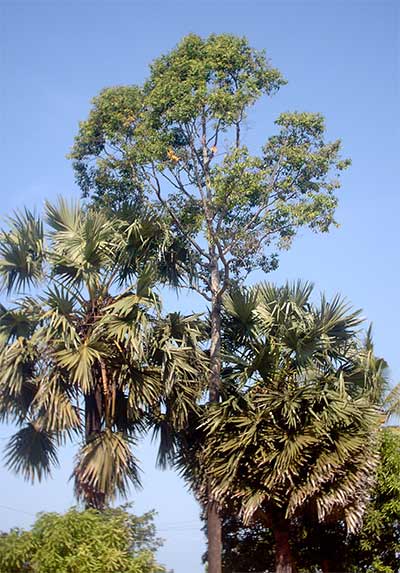 trees in cambodia