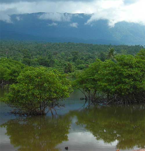 mangrove under bokor mountain