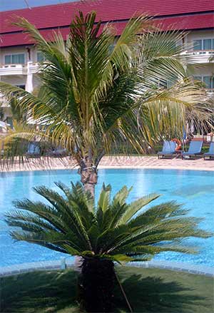 sokha resort coconut