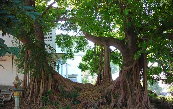 sihanoukville hospital tree