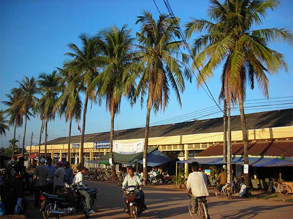 koh kong trees coconut cambodia