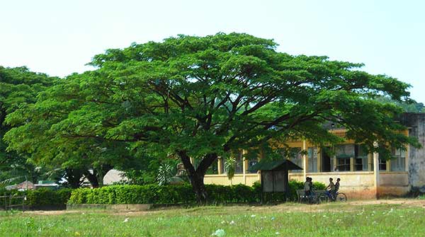 typical schoolyard tree at a cambodian school