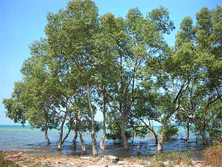 mangrove in the ocean (cassia tree) cambodia