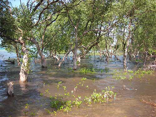 more mangrove fores