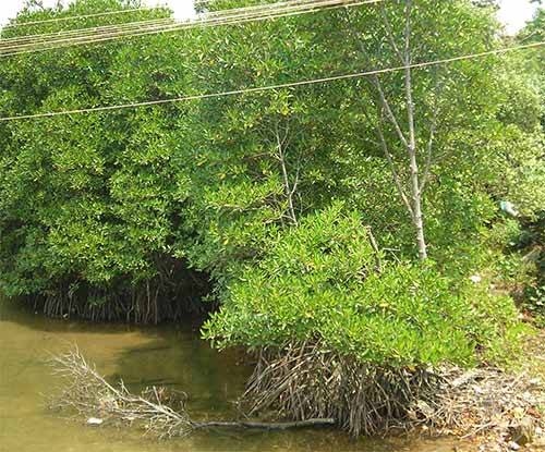 mangrove trees in a brackish river at the entrance to the ocean