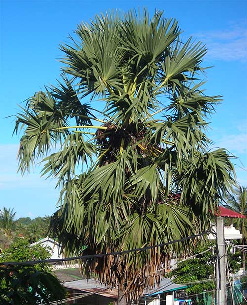 t'naot tree in cambodia