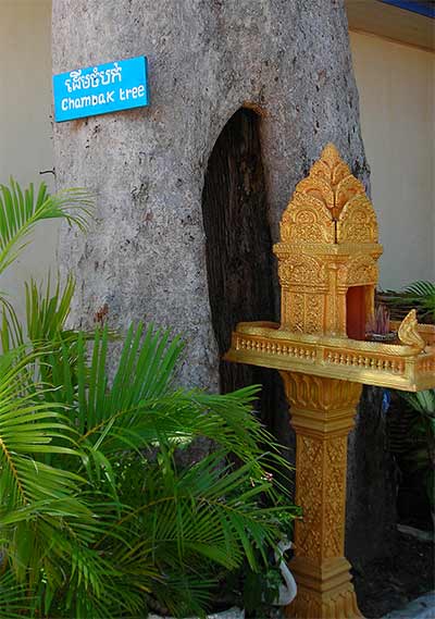 chambak tree at wat kraom in cambodia