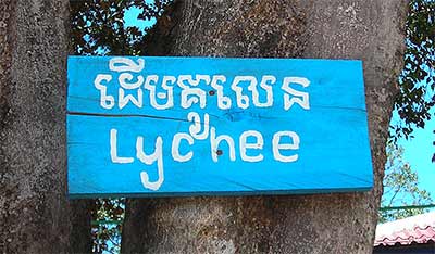 lychee tree in cambodia