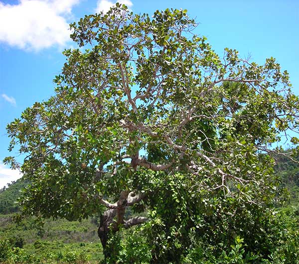 cashew tree (dam swy chantee) in cambodia