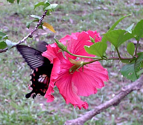 butterfly sucking up a flower in cambodia