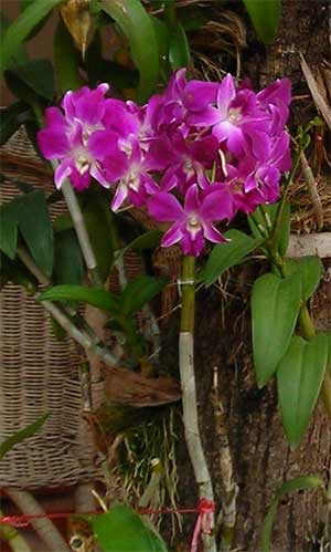 orchid in cambodia