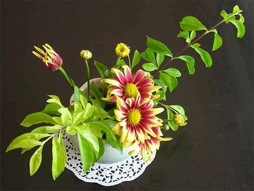 Flowers of Cambodia