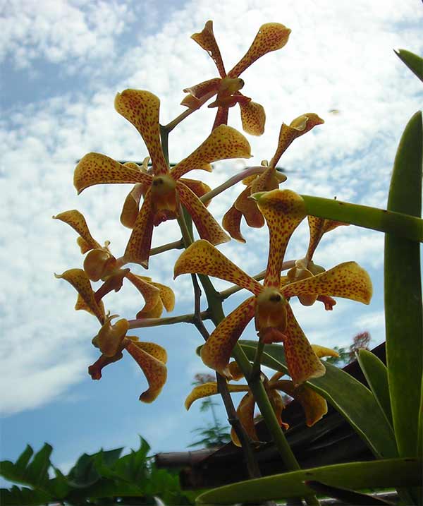 wild orchid in cambodia