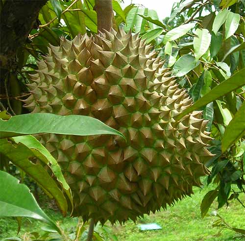 k'now or durian fruit in cambodia asia