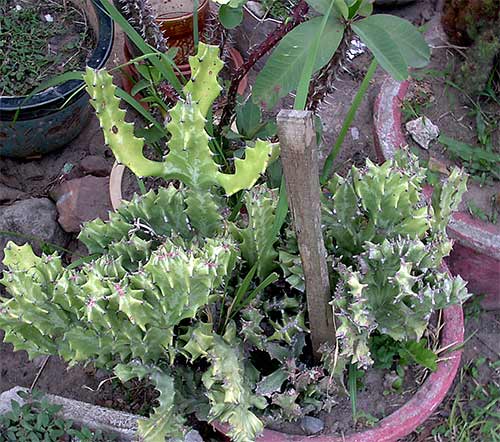 Plants in Cambodia.