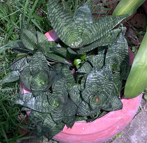 grawlong joom plant in asia cambodia