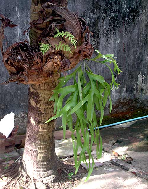 p'nyaa bran plant in cambodia