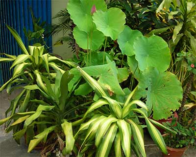 Plants in Cambodia.