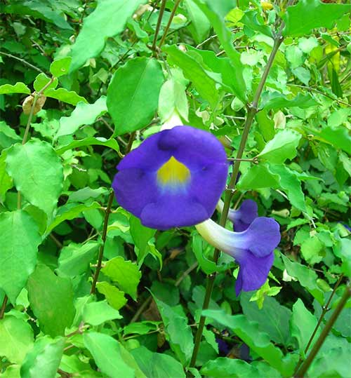 blue cambodian flower plants