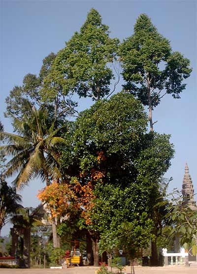 trees in front of the wat in cambodia