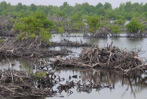 koh kong mangrove