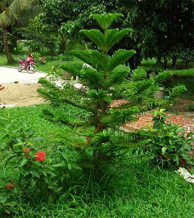 pine tree in cambodia, gontooey gongowp